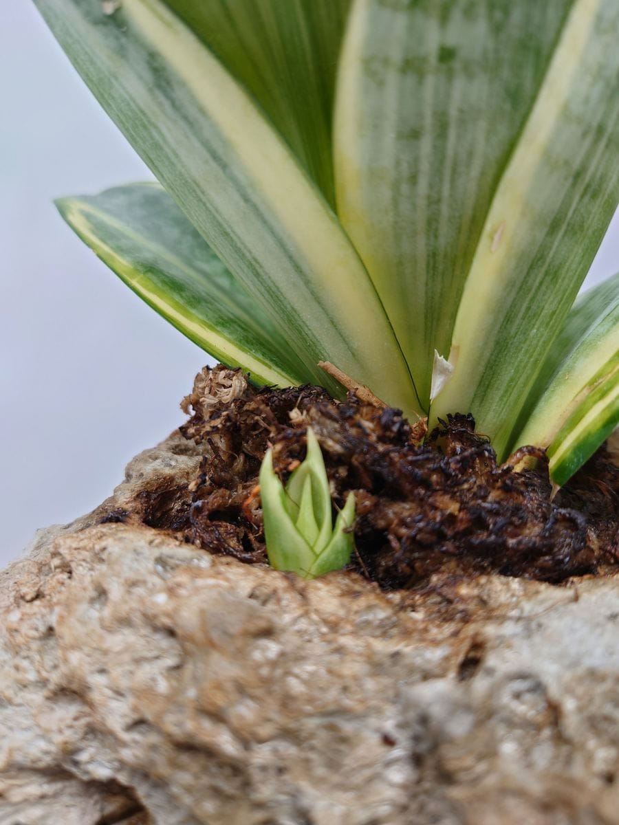 サンセベリアの写真 by 小松の親分 石の鉢植えなのに子供の芽が！！こんなに狭いのに