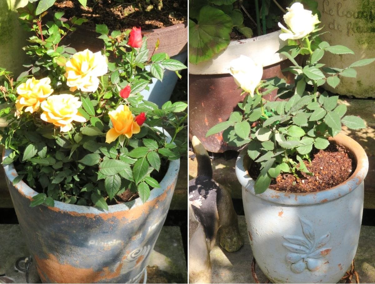 🌻それぞれ鉢植えにした🌹ミニバラの姿 📷左：赤と黄色の花が咲く🌹ミニバラを寄せ植え 📷