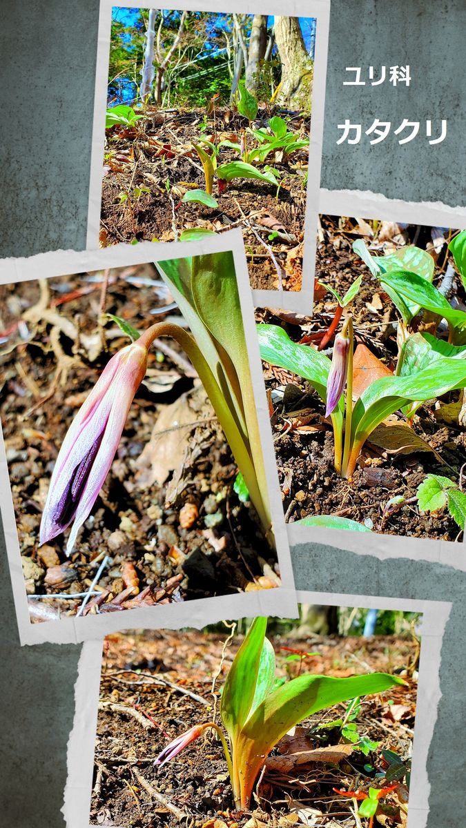 秘密基地のユリ科『カタクリ』(3/27撮影) 気候の影響もあるのか、今年の開花は遅れて