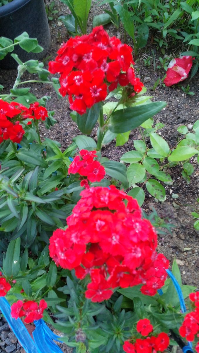 2024.4.27.赤花撫子も増えから地植えにしましたら元気の咲きました！