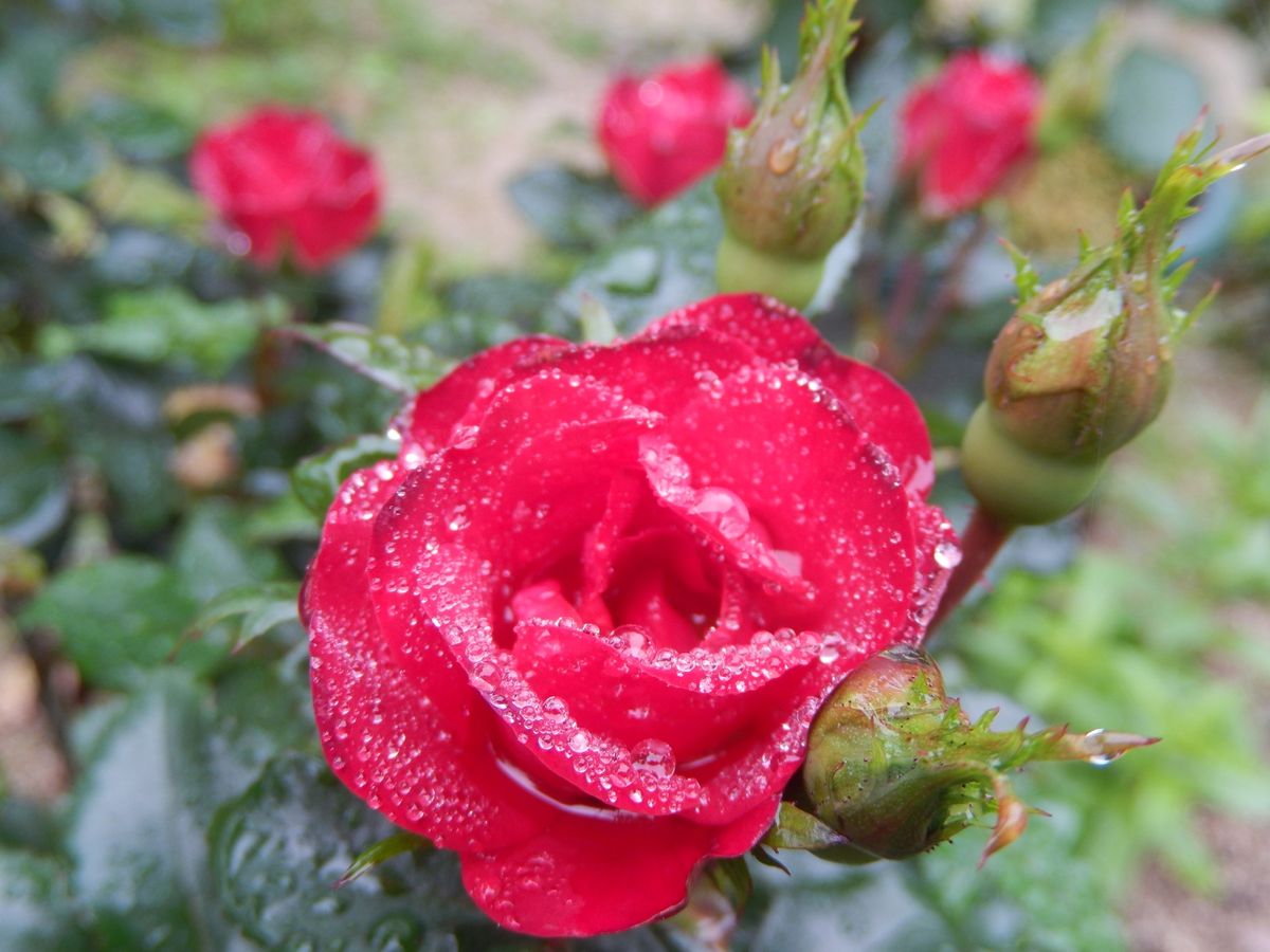 雨の中、ミニ薔薇ゼプティ開花しました🌹