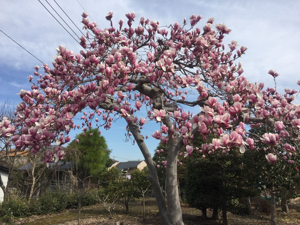 紫木蓮が満開でした。大きな木です。