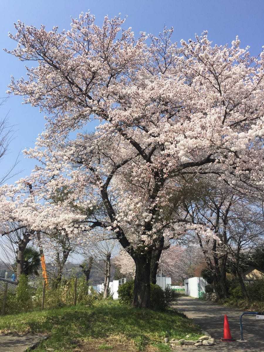 ウチの前の桜🌸一気に満開に❗️