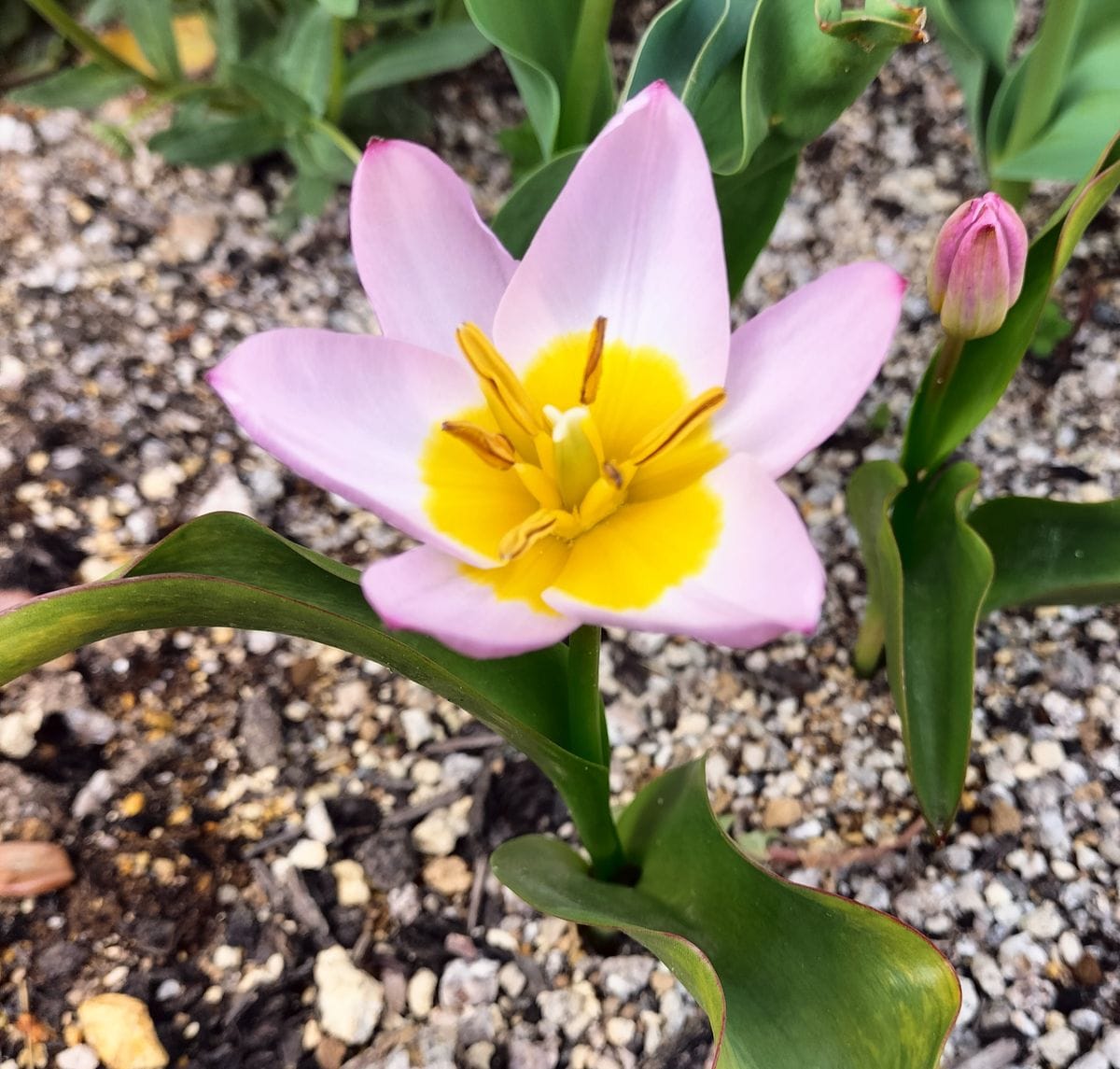 今日咲いた🌷ライラックワンダー  他のチューリップの足元で可愛らしく咲いています。 
