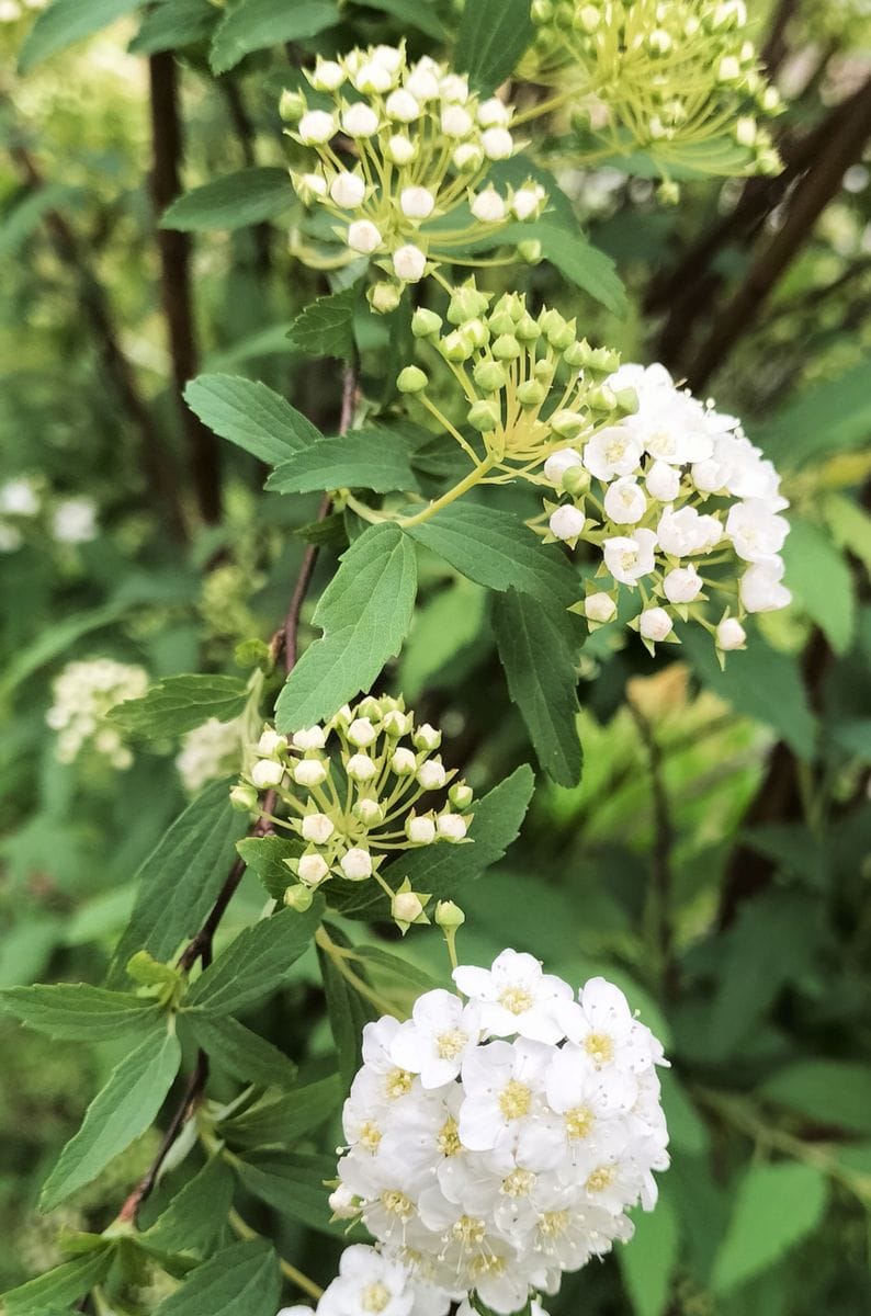 コデマリ  咲き始めました。 5月1日