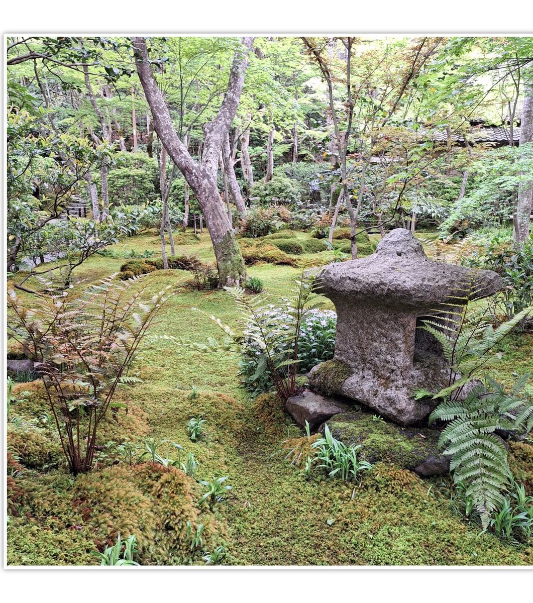 先日 訪れた  京都 奥嵯峨 祇王寺の庭を 見学 The日本🇯🇵ステキな庭でした。