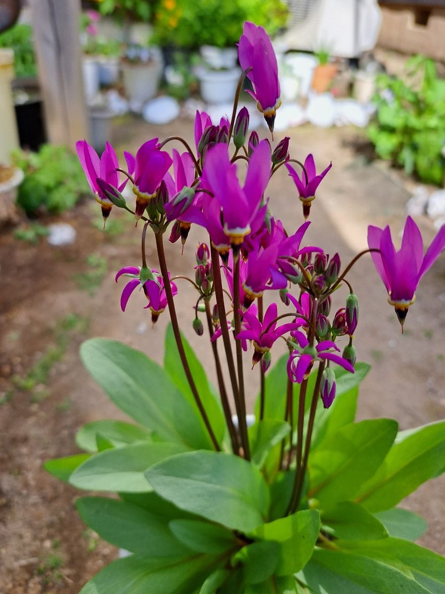 カタクリモドキ(ドデカセオン)  大好きな花、咲き始めました✨💕