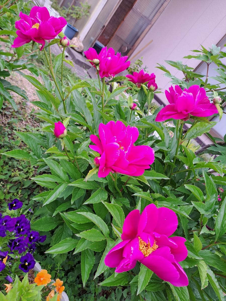 芍薬  牡丹の根元から出ている芍薬です✨