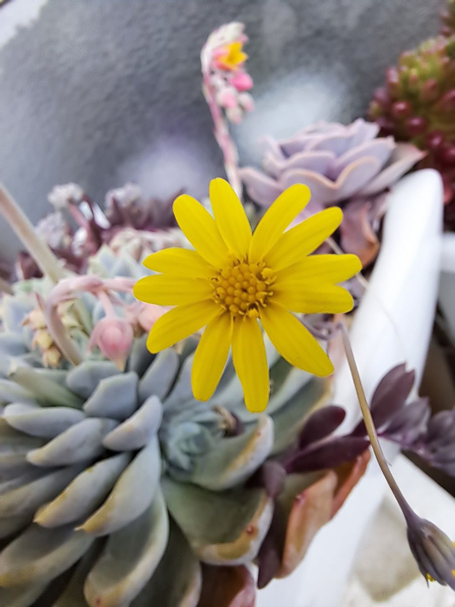 ルビーネックレスの花🟡 寄せ植えの花🟡