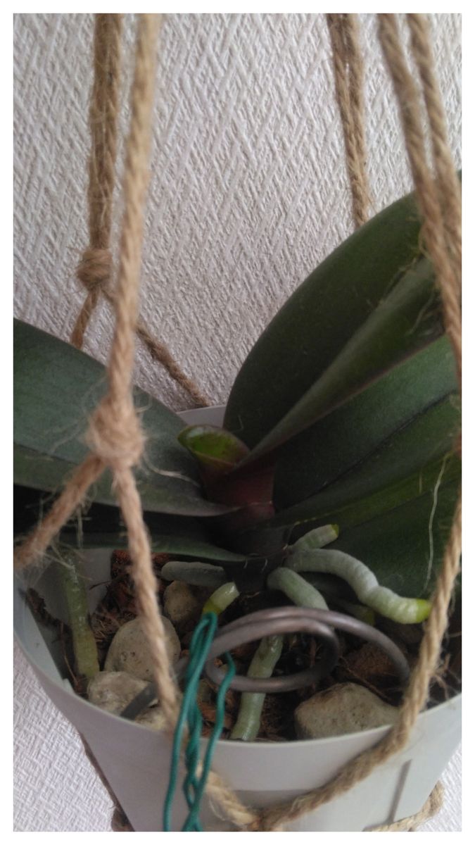 コチョウラン（胡蝶蘭）の写真 by フロージン’82 新芽が動き出しました。温度20～22℃ 