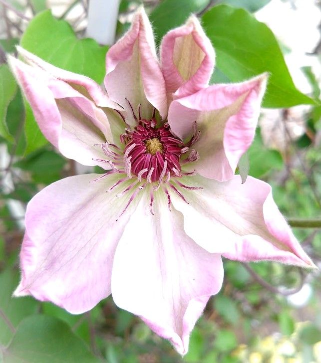 クレマチス ドーンの開花が始まりました😆 ・・・頑張っている姿に、私まで力が入りま