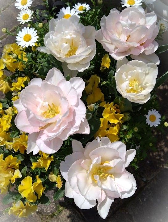 八重咲きチューリップ フォックストロット パンジー シエルブリエのイエロー ノースポ
