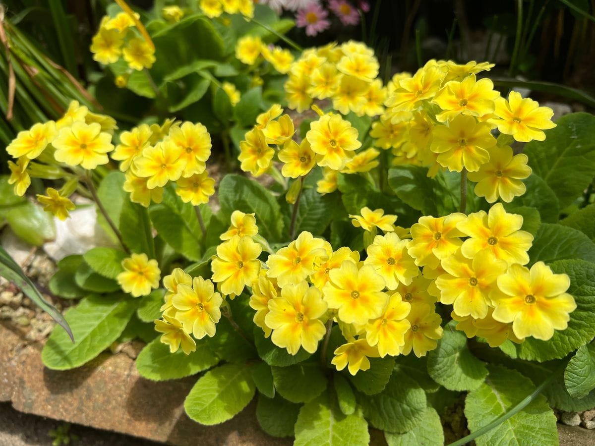 プリムローズ黄花  毎年咲いてくれる可愛い花