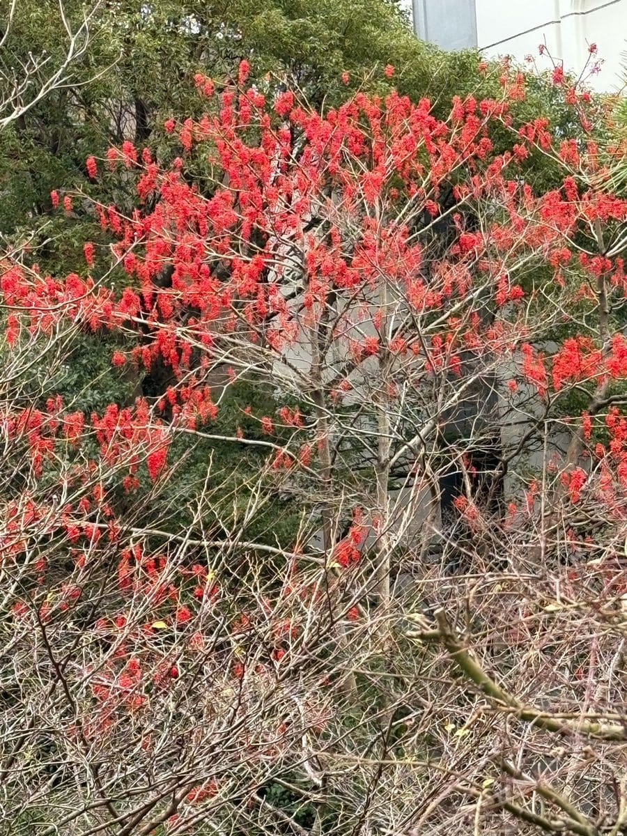 イイギリ（飯桐）ナンテンギリ（南天桐）？ 日本庭園