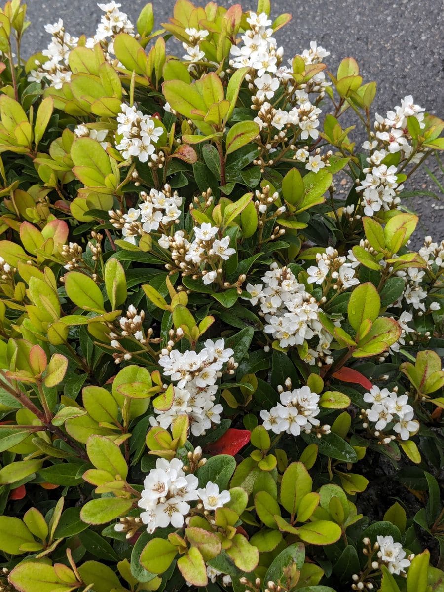 街路樹のシャリンバイ きれいな白い花が咲いてます。