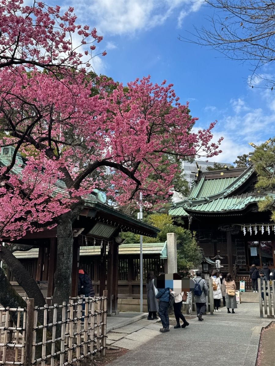 寒緋桜 荏原神社