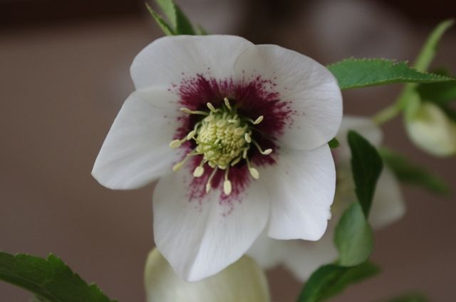 SS ホワイトフラッシュ （横山園芸） 花弁が薄くてきれいなんです。