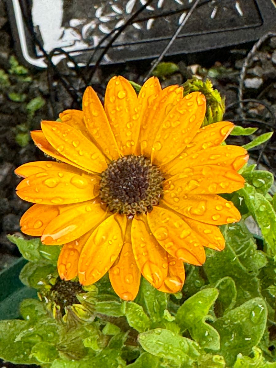 今朝咲いたオステオスペルマム 3月29日朝、豪雨、強風の中で咲く 玄関前の鉢植え