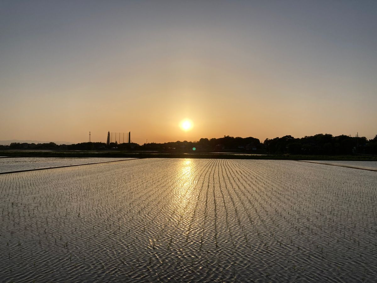 3日もよく晴れました。  夕方の田んぼは風が吹いてきて少し寒いです。