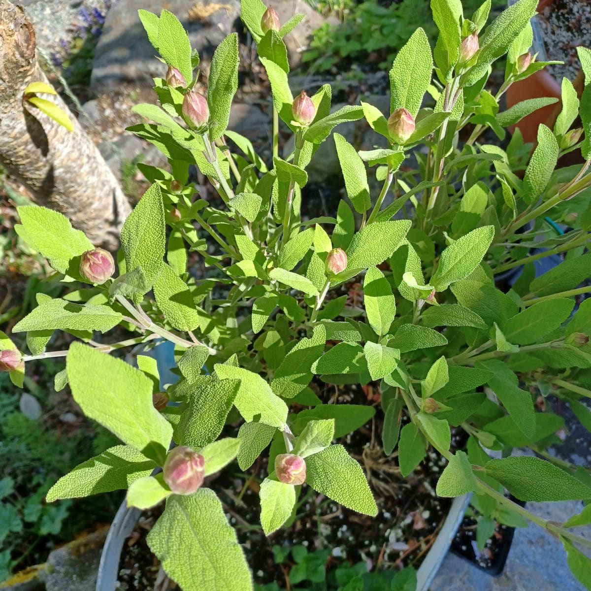 セージに早くも蕾が🤩