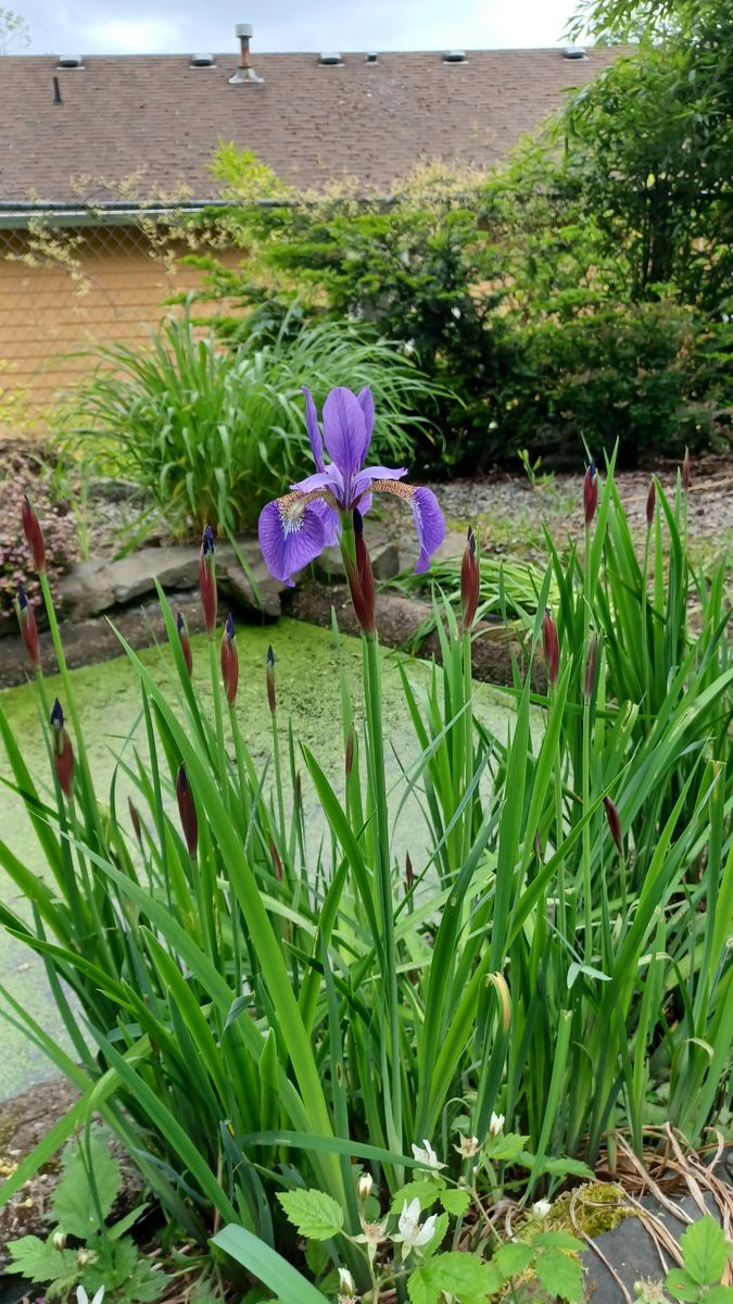 うちのアヤメ（Siberian Iris?）が咲き始めました😃🎶
