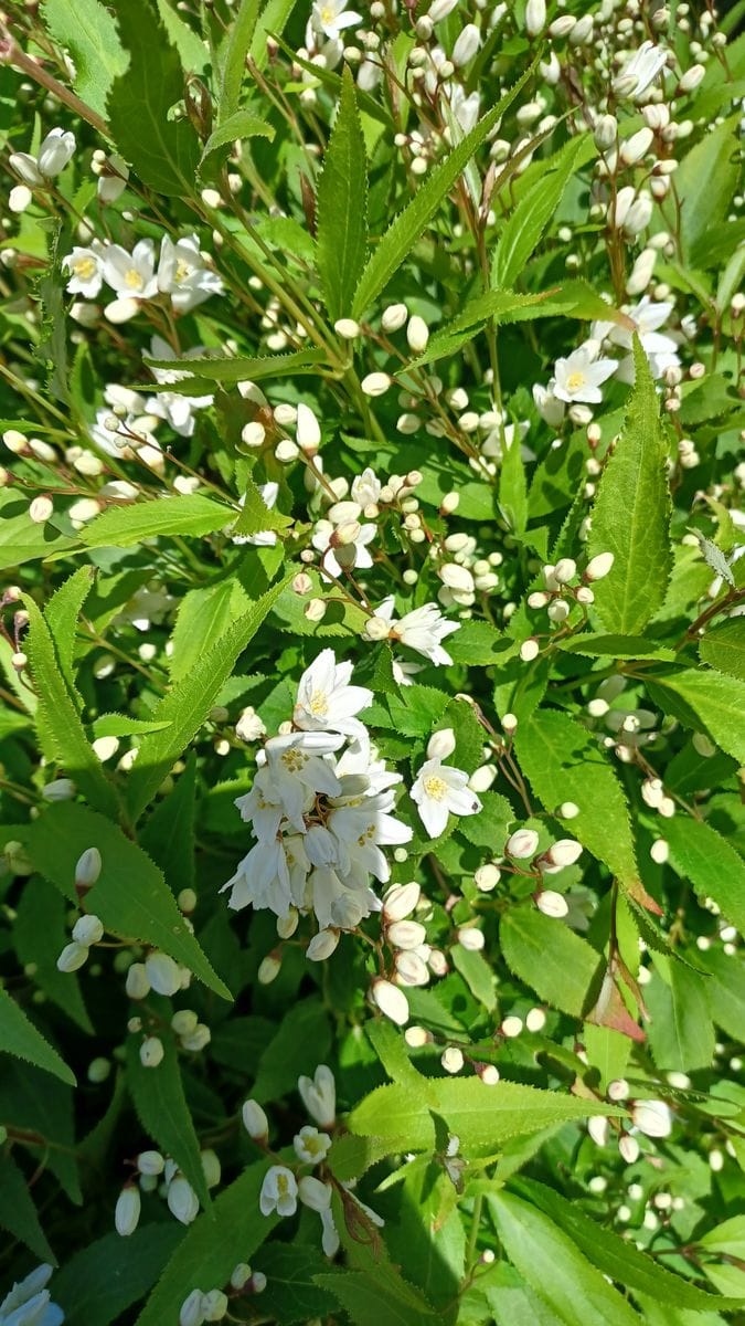 Deutzia 'Nikko'(ウツギ)の白い花咲き始めました😃🎶