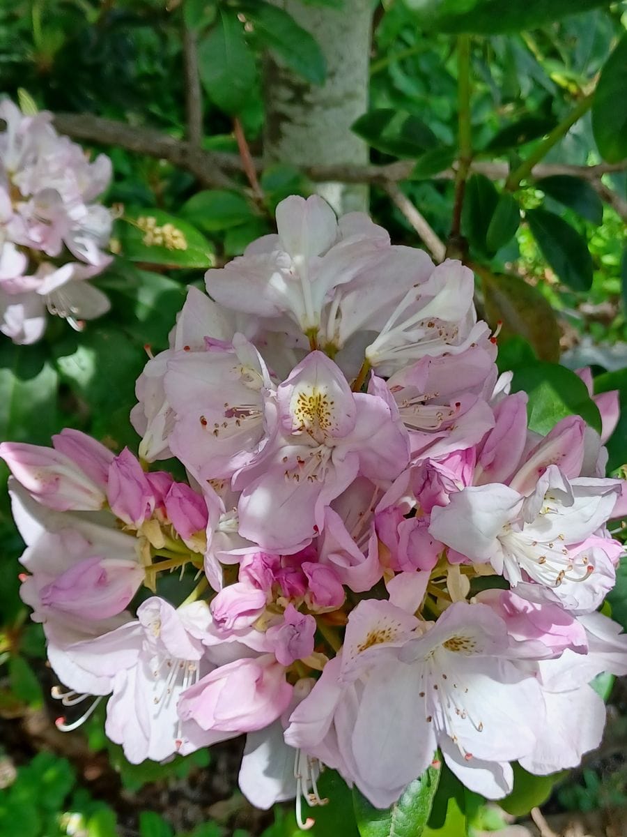 最後に開花のピンクのシャクナゲの花をアップで🎵😍🎵 花のサイズは直径20cmはあります🤩