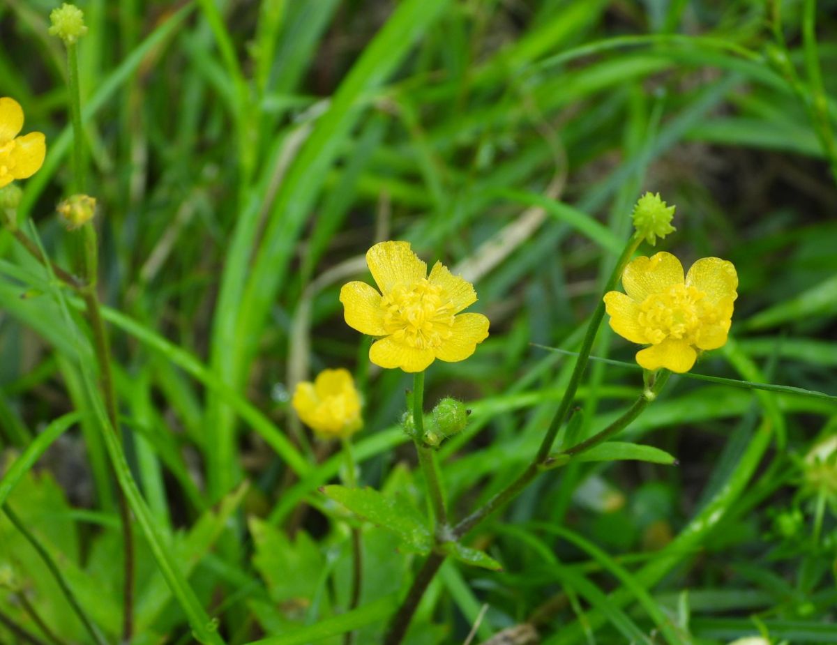 足元に黄色い小花。 ウマノアシガタかな～  5.3