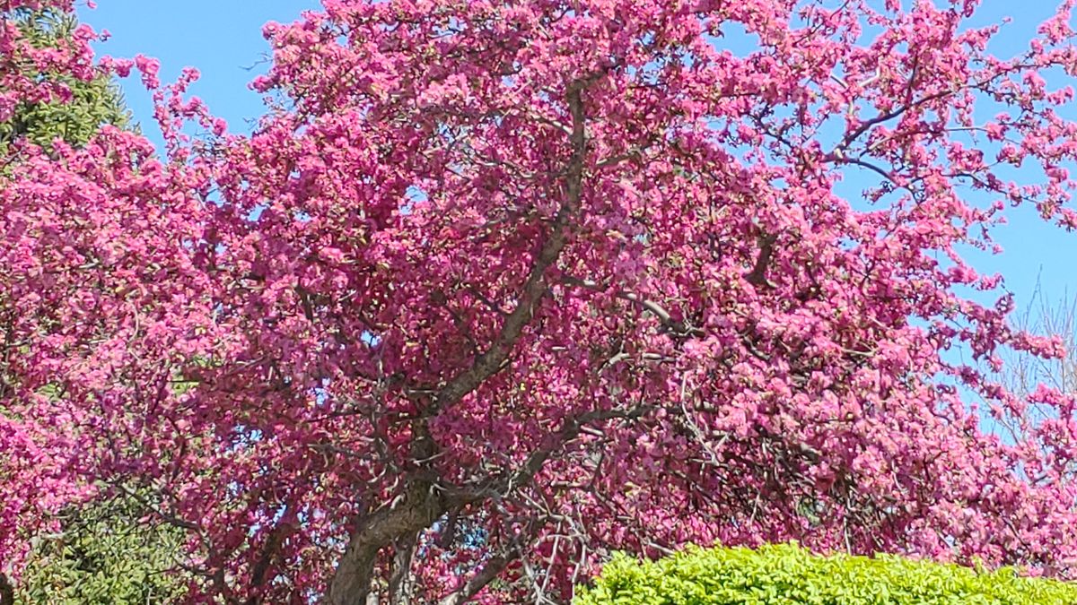 〝クラブアップル（Crabapple）”と呼ばれるハナカイドウ。春一番に濃いピンクの花をつ