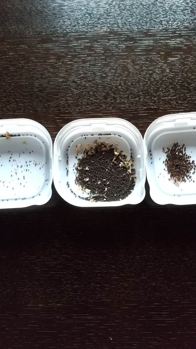 種の収穫 向かって右から ネモフィラ、シレネピンク、シレネシュネークライト ピンク