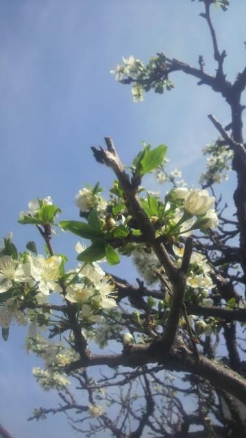 プルーンの花です。葉っぱも出てきました。