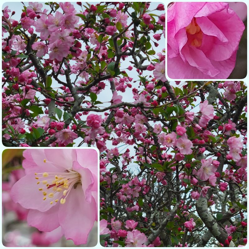 四月の庭 ≪花海棠≫ 毎年、暦のように咲きます   庭だより