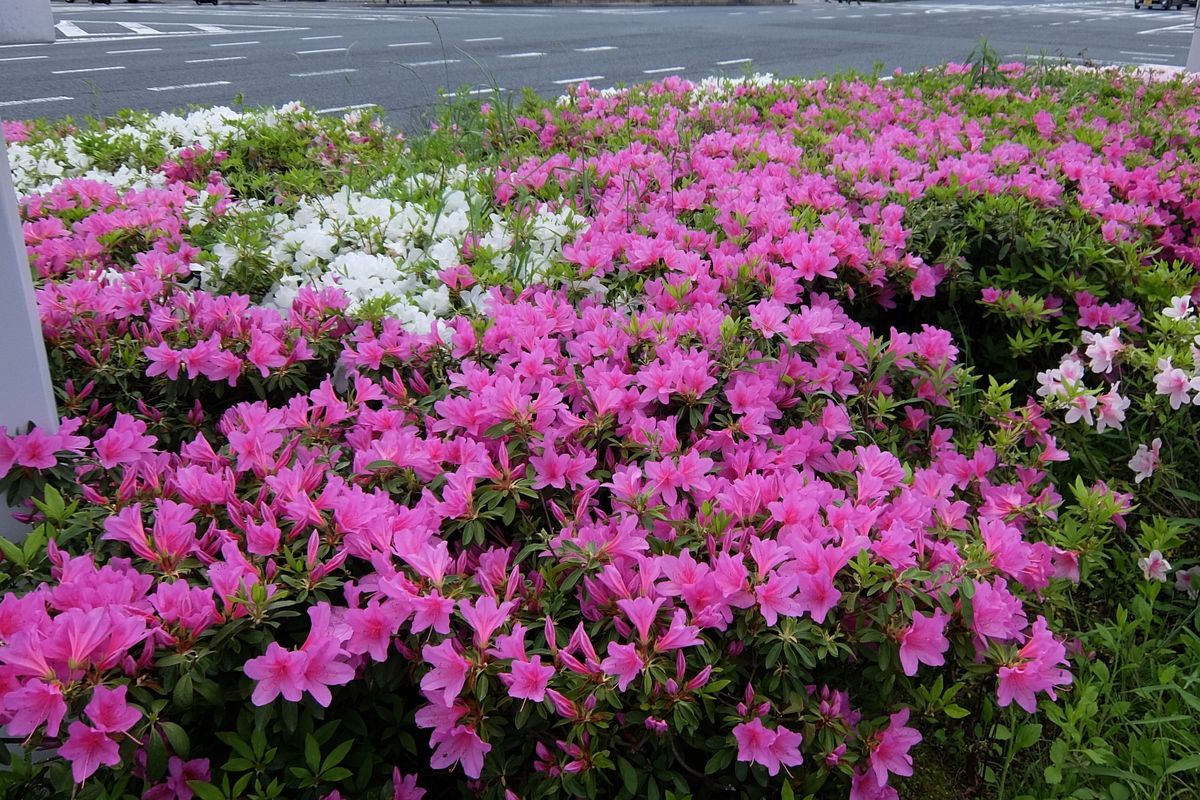 ヒラドツツジ 千本北大路の交差点にある植え込みに咲いていました。白のものとピンク