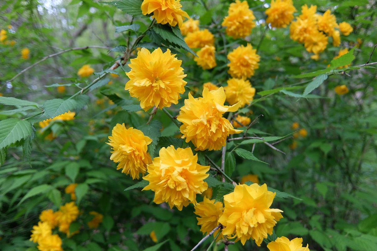 ヤマブキ 京都府立植物園の植物生態園 八重咲きの品種です。気候が暖かいせいか早くも