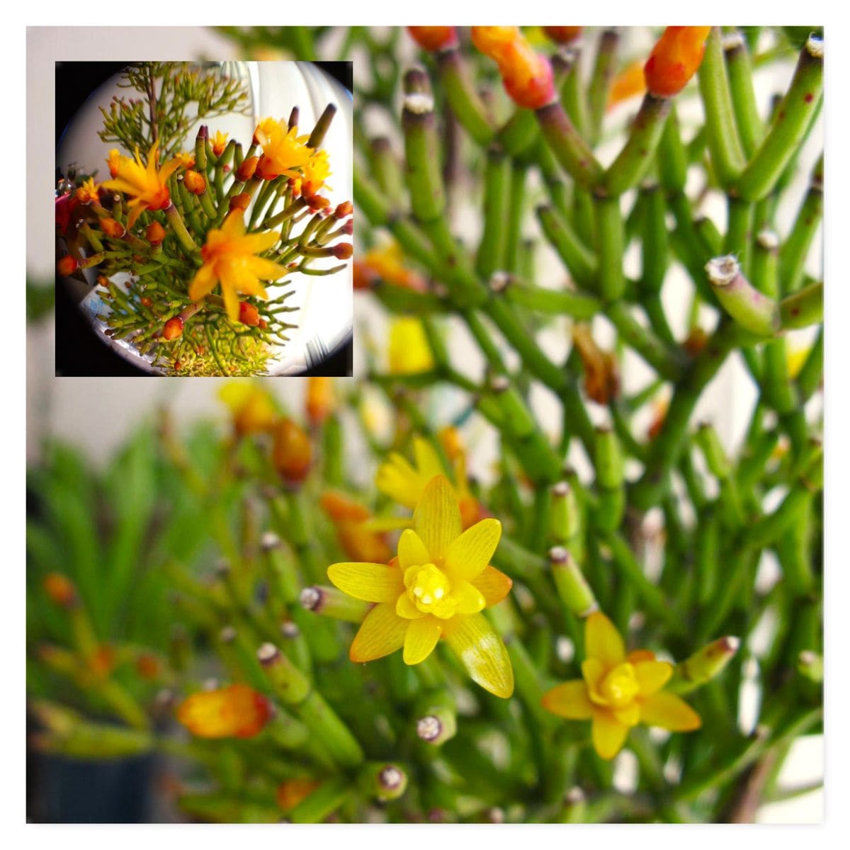 サボテンの写真 by 姫めだか サルコイアシ 初めは（左上）オレンジ色の花が黄色のなり