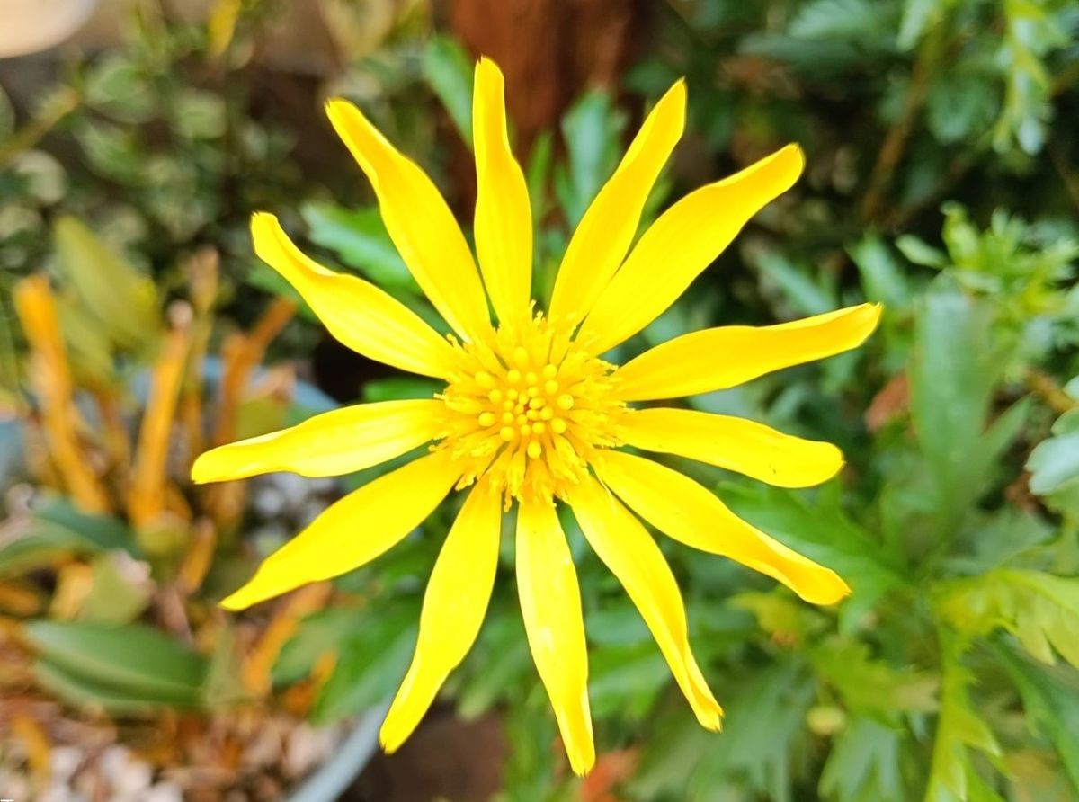 🌻黄色いマーガレットコスモスの花拡大撮り...🔶星の形をした黄色い可憐な花は、明るく