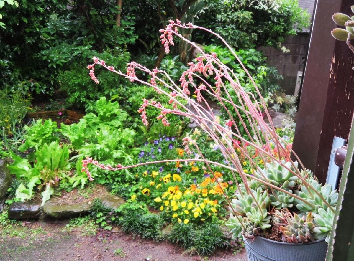 📷たくさん群がったエケベリア樹氷の花...🔶雨が降る庭先に向かってシュートを伸ばして