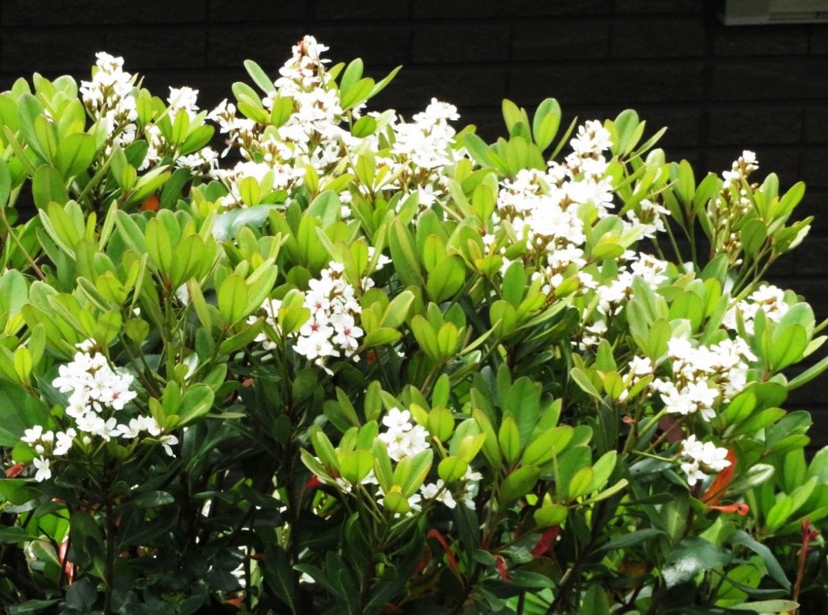 2024/05/02 🌻白さが目立つシャリンバイの花...🔶緑の葉っぱに囲まれた白い花が、お互い