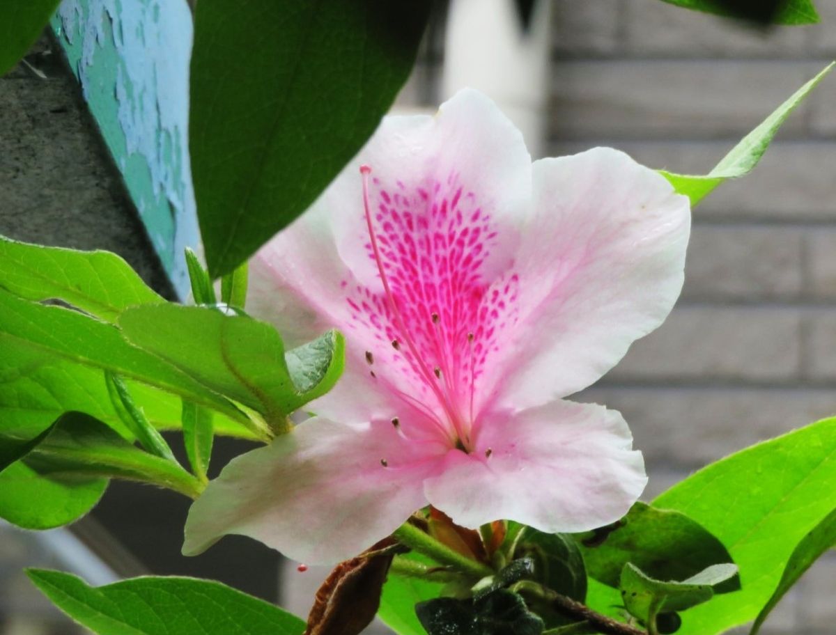 2️⃣🌻これから咲くのか淡ピンク色🌺平戸ツツジ(曙)の花... 🔶今年は咲き具合いが悪いのか