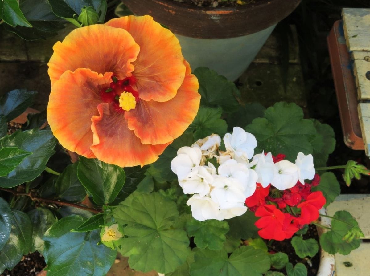 🌻伊良湖岬のハイビスカス🌺ミステリーサークルの花と紅白のゼラニュームの花