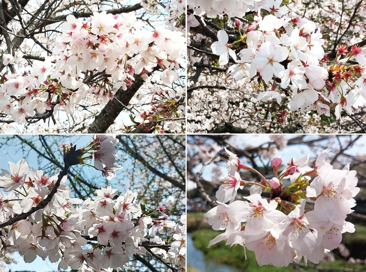 2️⃣📸綺麗に咲いた🌸桜の花拡大撮り４コマ...🔶たくさんの🌸桜の花並木の中で、大きく固ま
