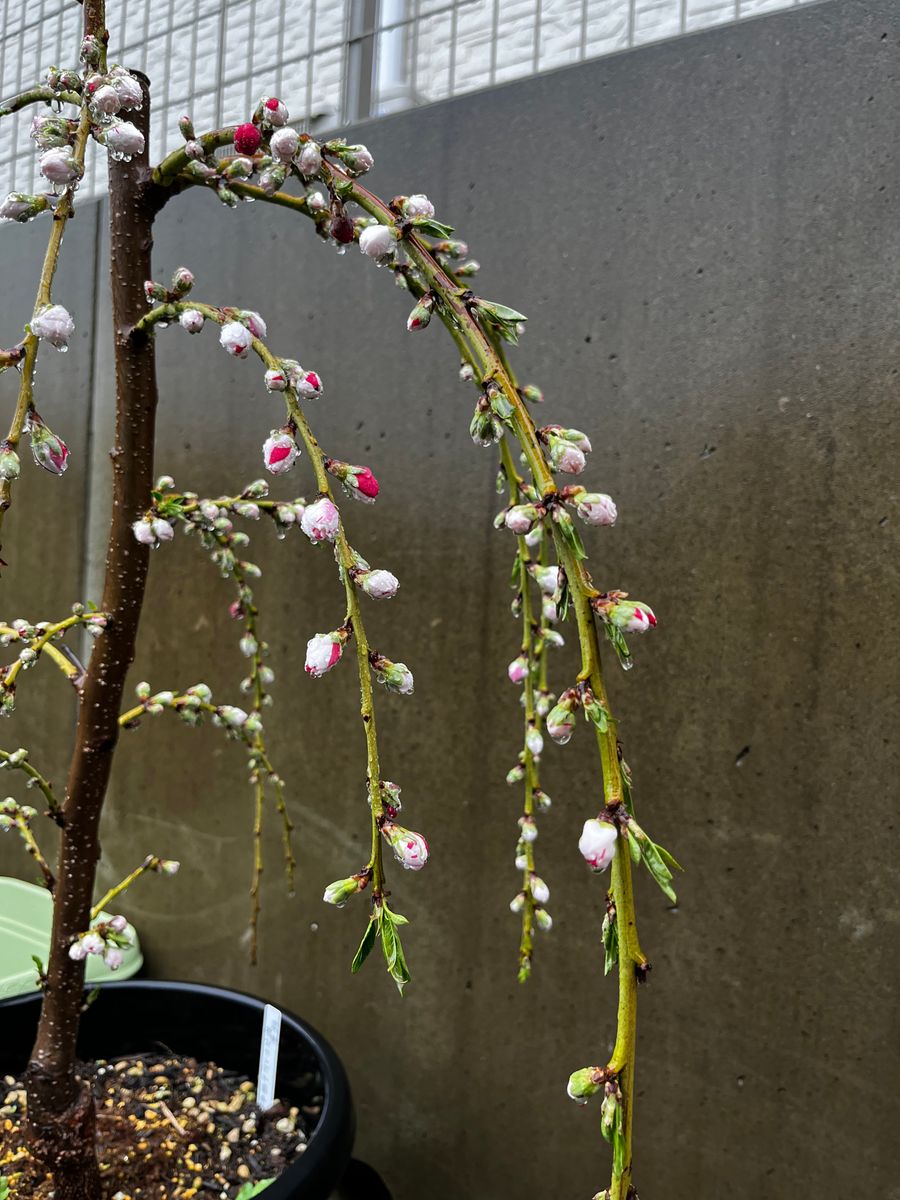 ハナモモの写真 by accacoco 咲分枝垂源平花桃 R6.4.9  ちゃんと紅白の蕾が確認出来ま