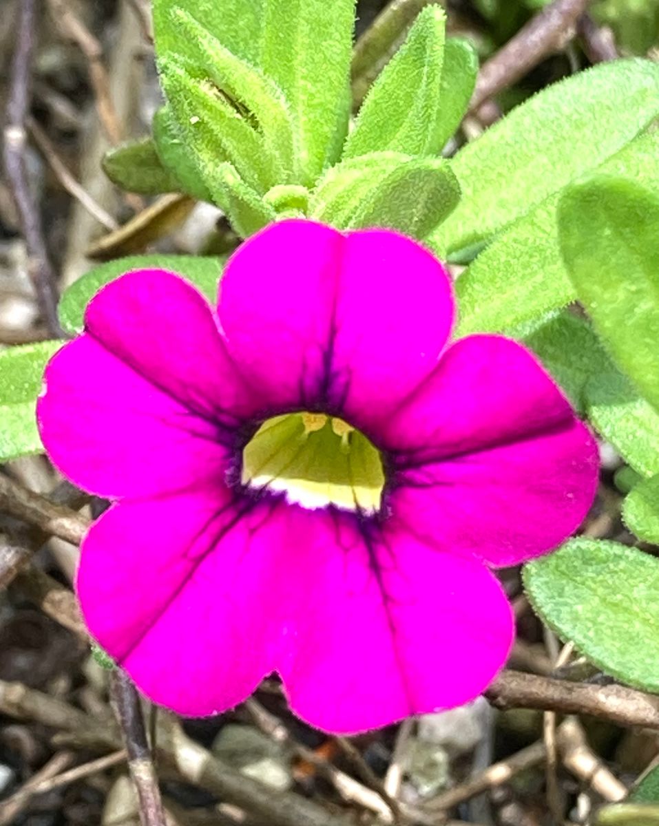 カリブラコア。 紫色に続いて、ピンク🩷も咲き始めました😊♪