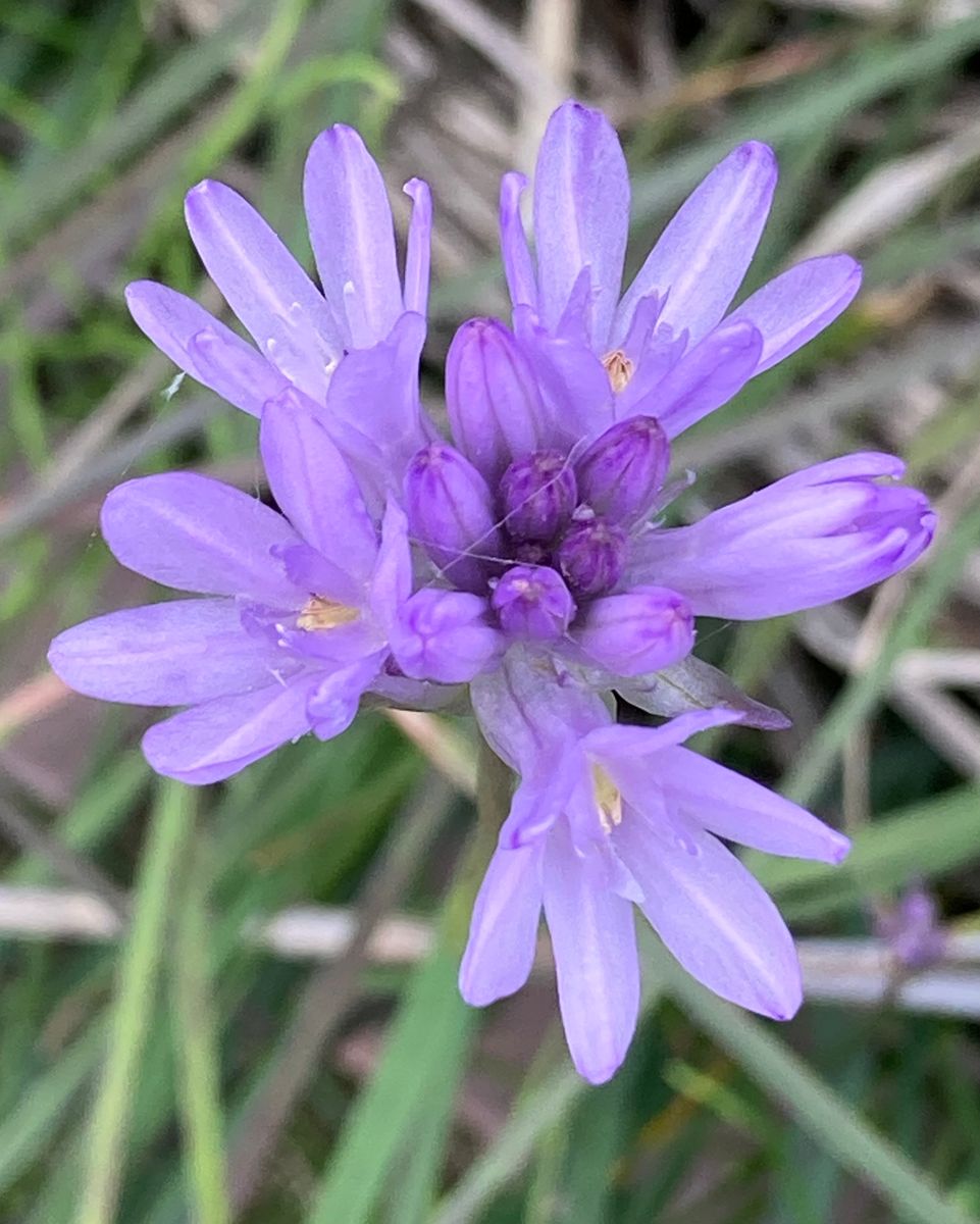 ディケロステンマ・コンゲスタム。 咲き始めました😊♪ 花が全部咲くと、薄紫の小さなポ