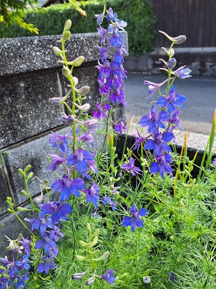 表花壇の千鳥草。 ５月７日。