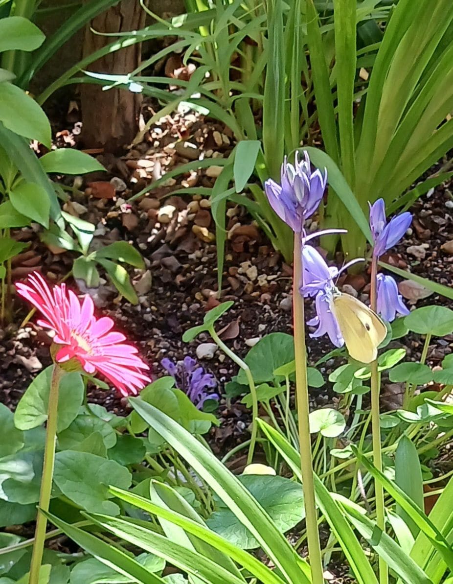 この花のなかにモンシロチョウが‼️