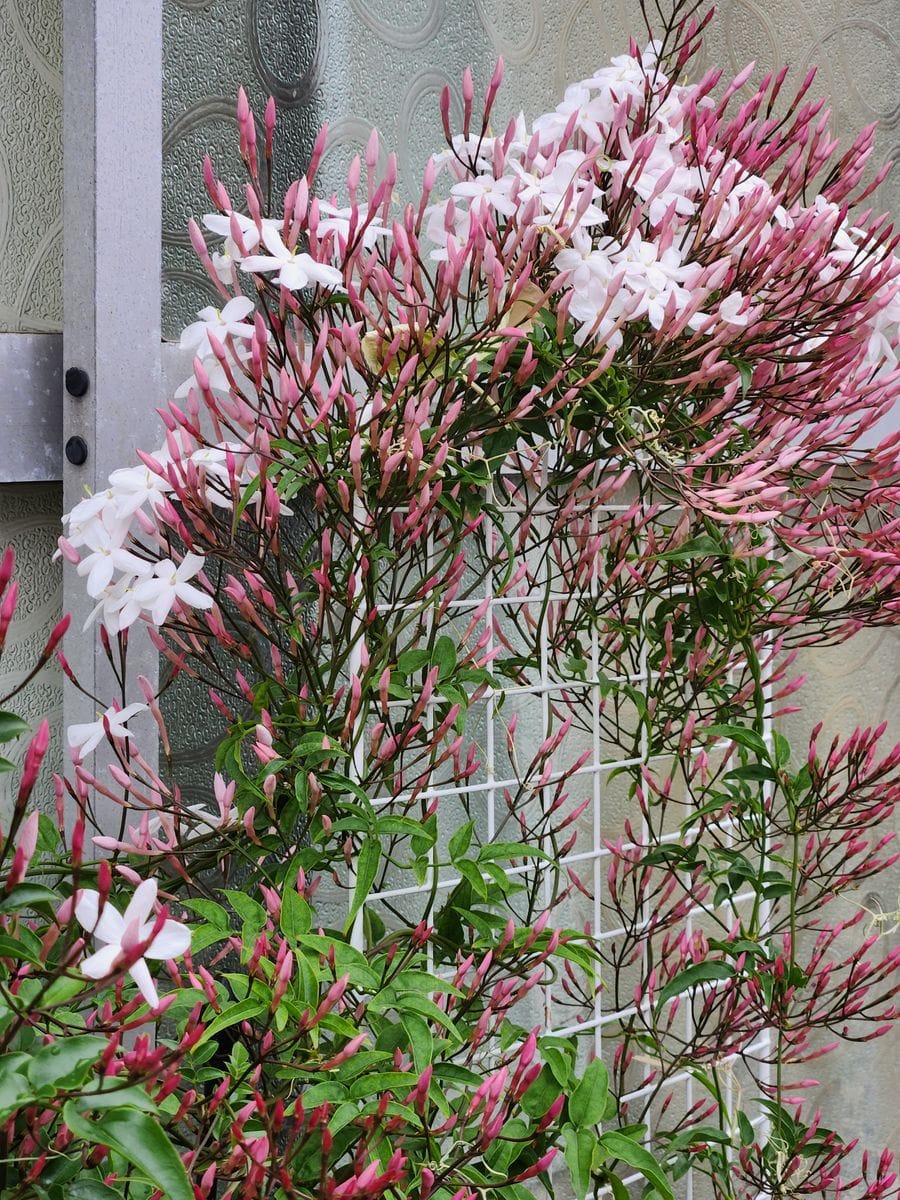 ハゴロモジャスミンの写真 by ピンク·レモネード たくさんの可愛い白い花 甘い香りを