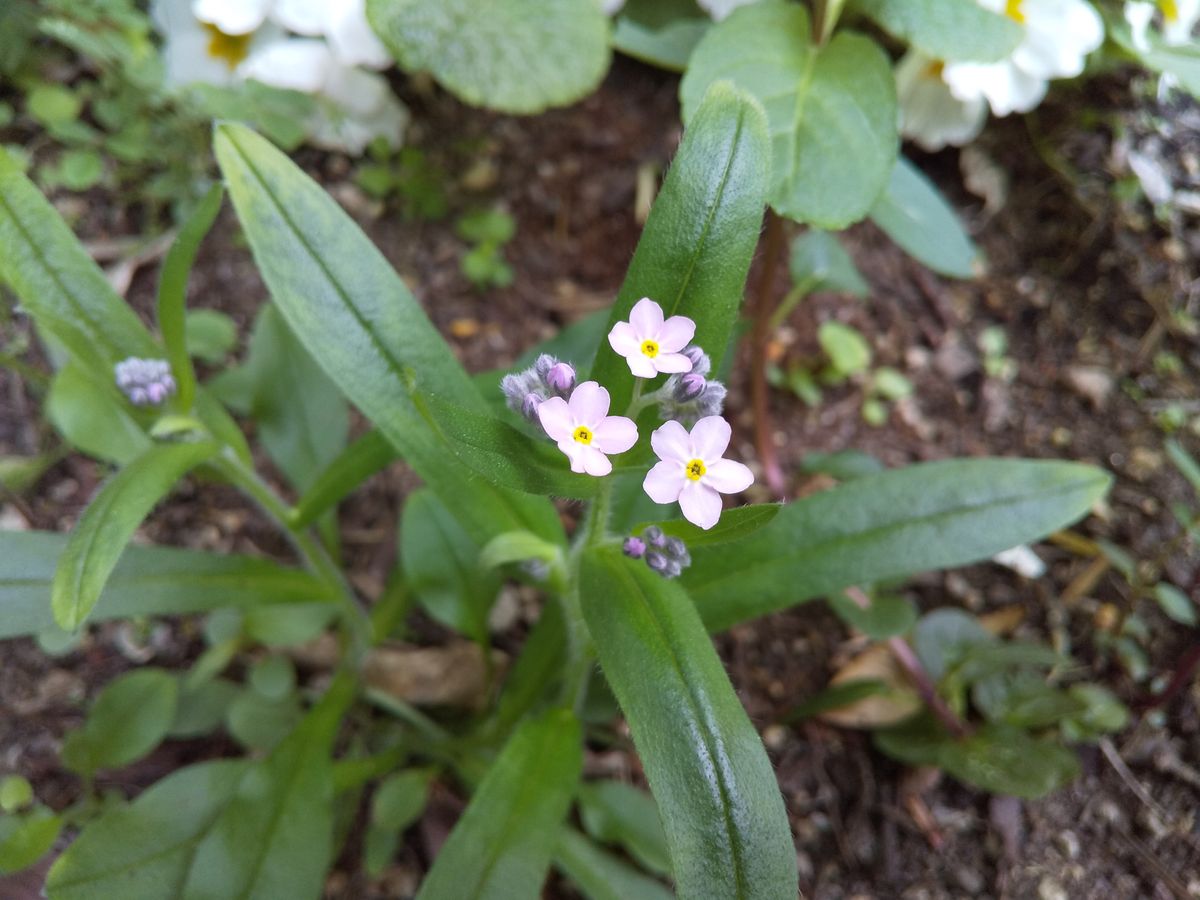 忘れな草(ピンクです)咲きました💞 こぼれ種で