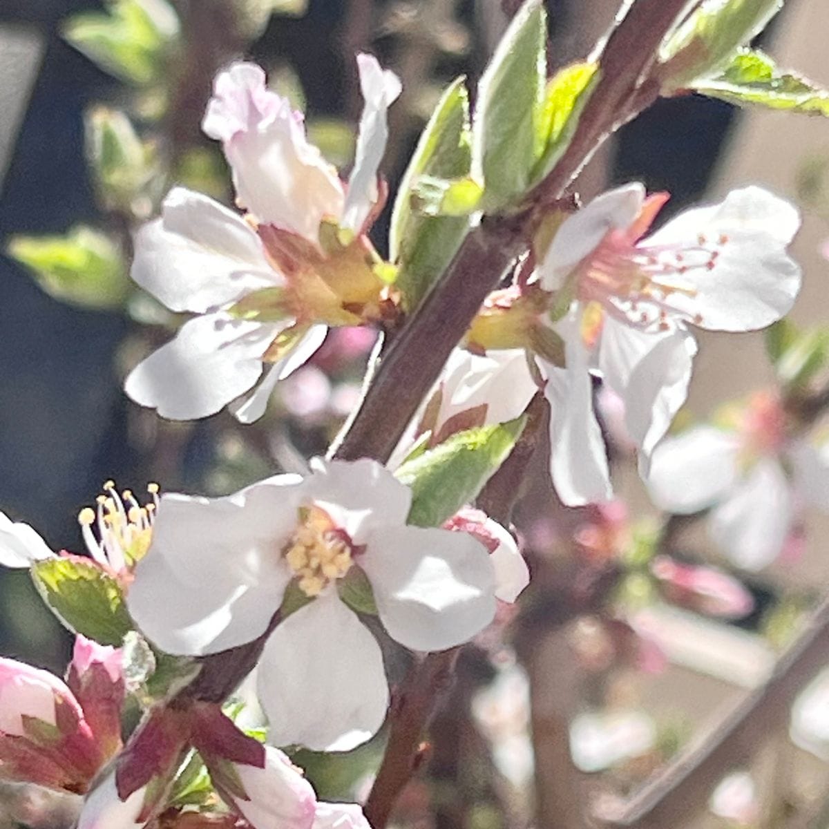 ユスラウメ 可愛い花が咲きます‼︎  #Cerasus tomentosa