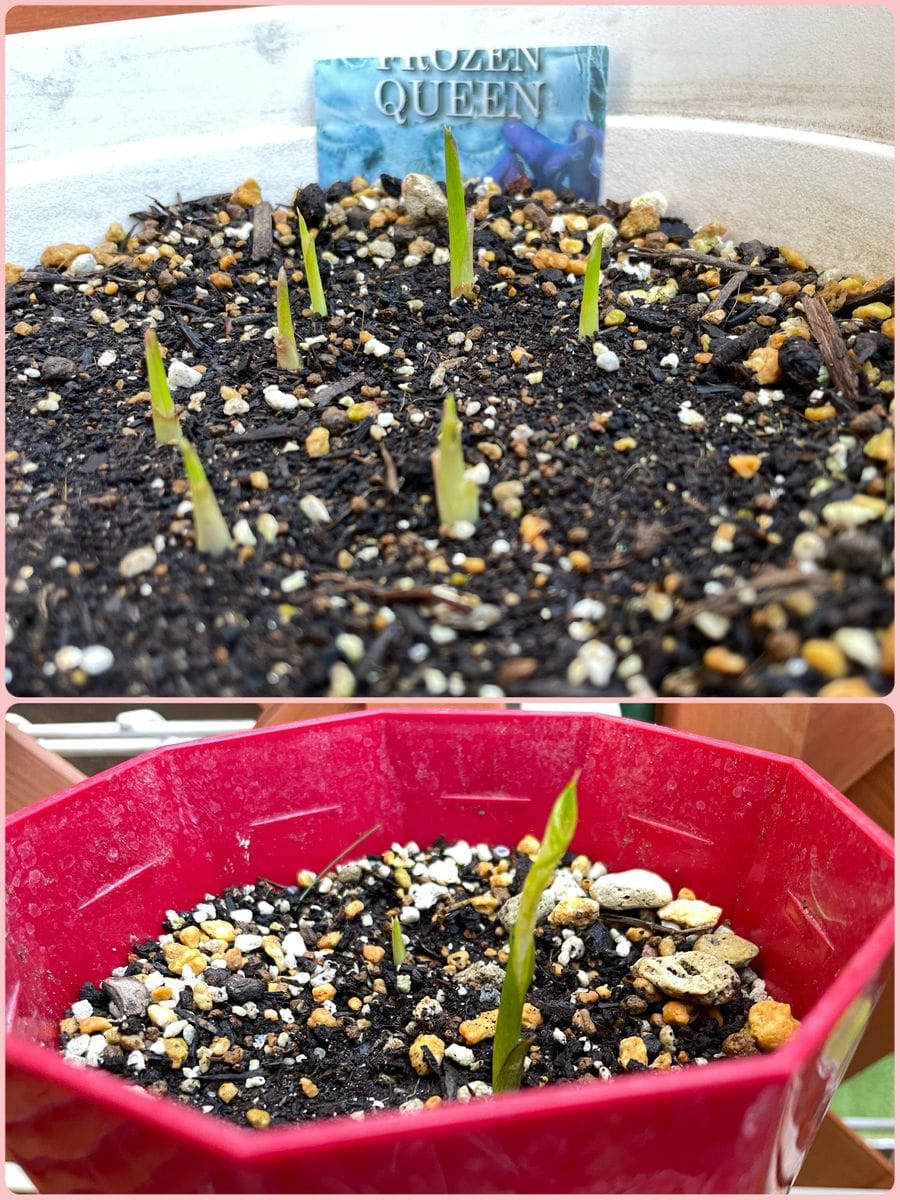 カラーフローズンクイーン  水断ち植え替え3年目 小芋を植え付けた鉢も 芽が育ってき